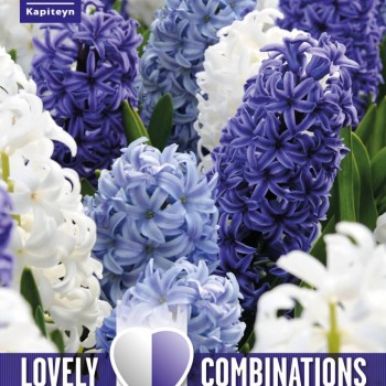 COMBI HYACINTH OCEAN BLEND