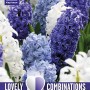 COMBI HYACINTH OCEAN BLEND