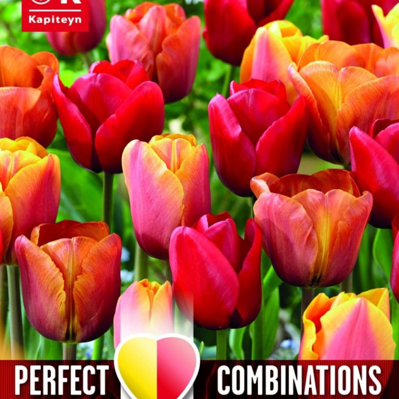 COMBI TULIP RED-ORANGE-YELLOW BLEND