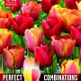 COMBI TULIP RED-ORANGE-YELLOW BLEND