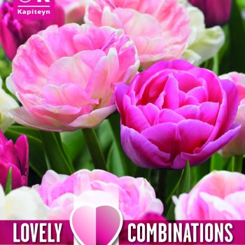 COMBI TULIP DUOPACK DOUBLE SWEET PINK MIX