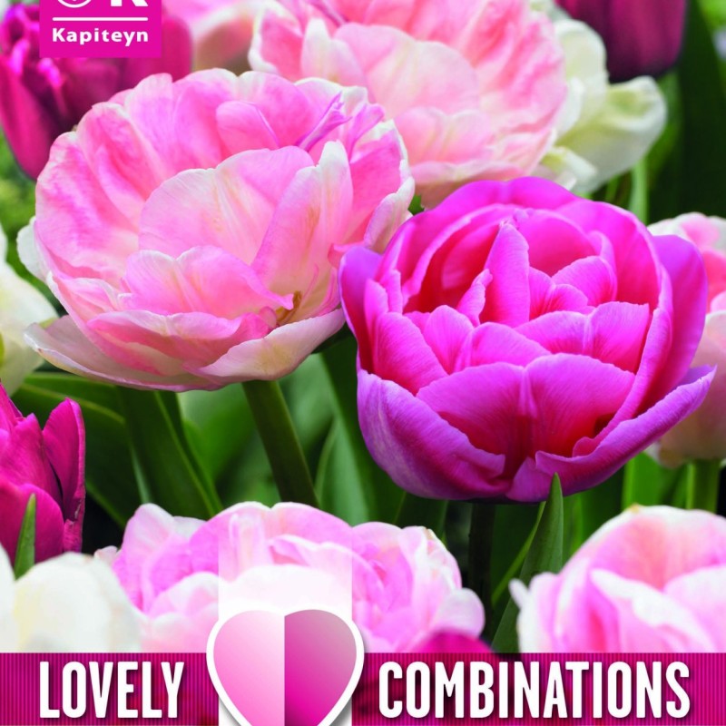 COMBI TULIP DUOPACK DOUBLE SWEET PINK MIX