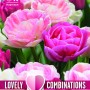 COMBI TULIP DUOPACK DOUBLE SWEET PINK MIX