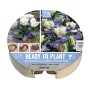 PLANT-O-MAT TRAY Ø 24 CM TULIPA & ANEMONE