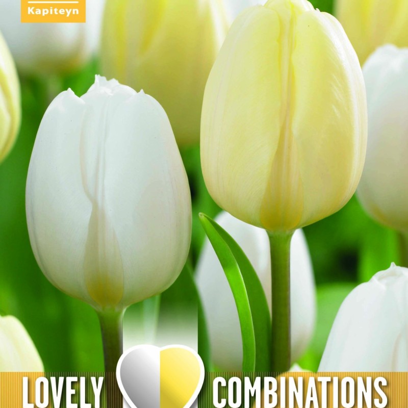 COMBI TULIP DUOPACK WHITE & CREAM