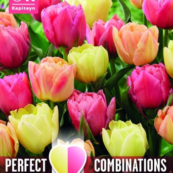 KB : COMBI TULIP DOUBLE SYMBIOSE 15PK BULB