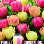 KB : COMBI TULIP DOUBLE SYMBIOSE 15PK BULB
