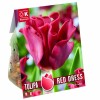 TULIP CORONET RED DRESS - Crown Tulip