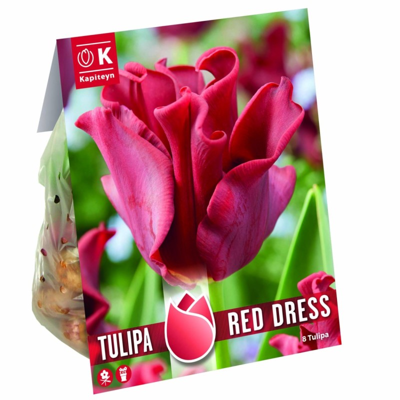 TULIP CORONET RED DRESS - Crown Tulip