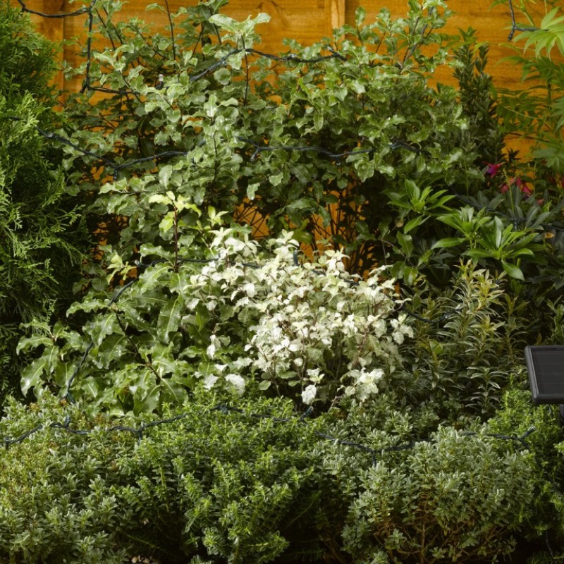 SG: 50 MULTI COLOURED LEDS STRING LIGHTS