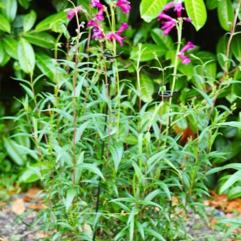 GRO-STEMS 75 CM 3-PK