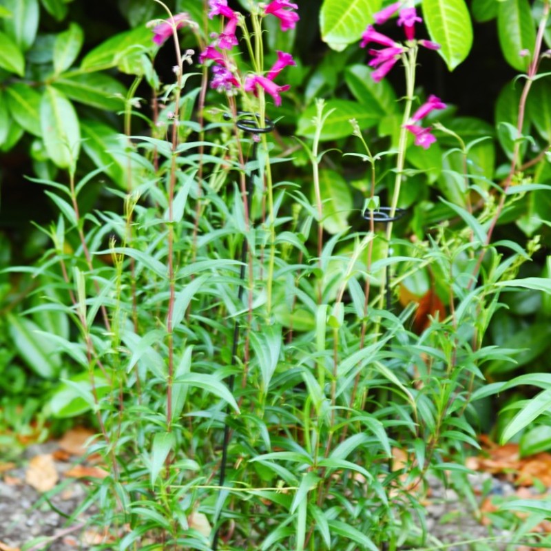 GRO-STEMS 75 CM 3-PK