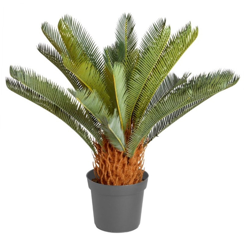 SAGO PALM 68 CM