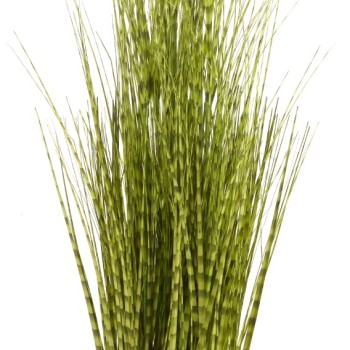 SG: ZEBRA GRASS 90CM