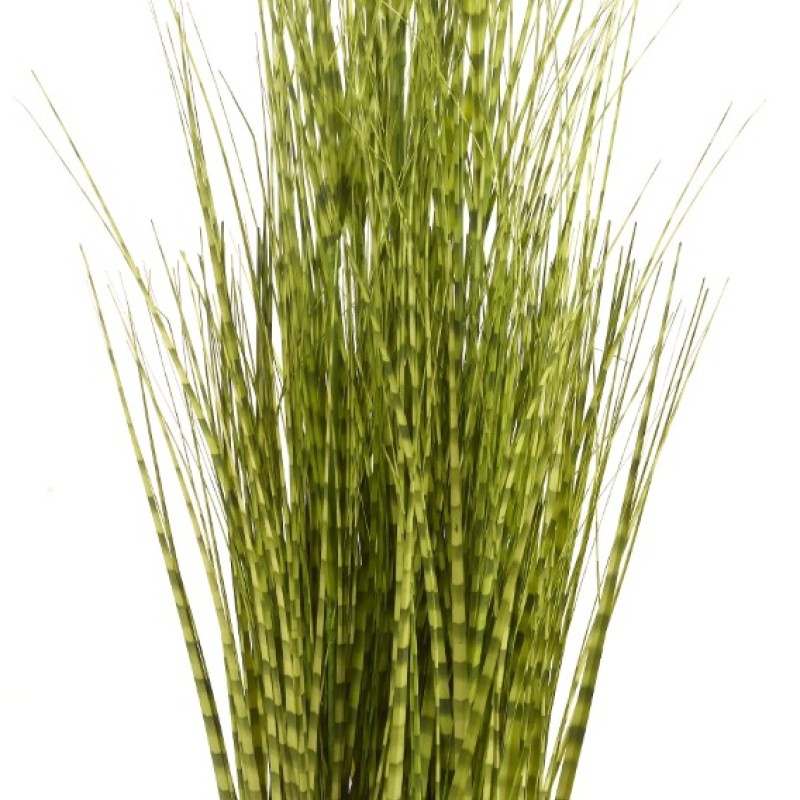 SG: ZEBRA GRASS 90CM