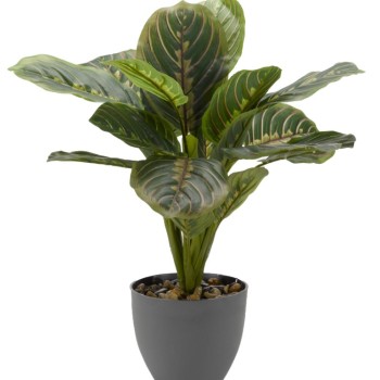 SG : PRAYER PLANT 35CM