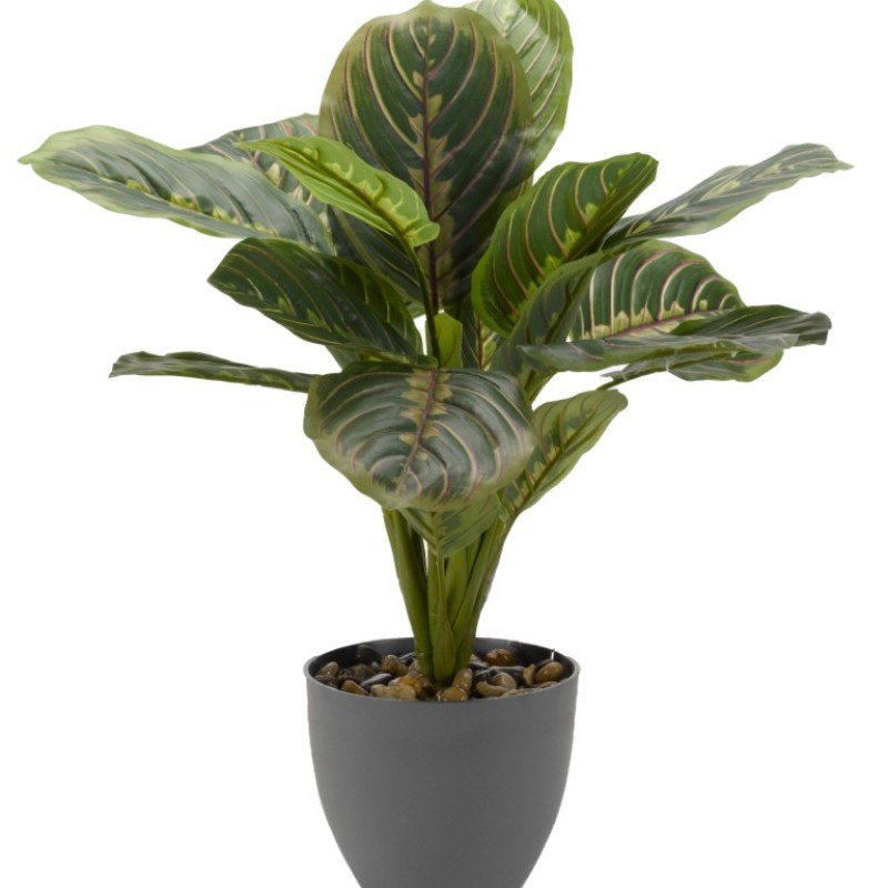 SG : PRAYER PLANT 35CM