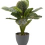 SG : PRAYER PLANT 35CM