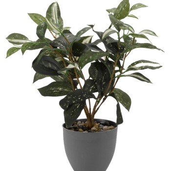 JAPANESE LAUREL 38 CM