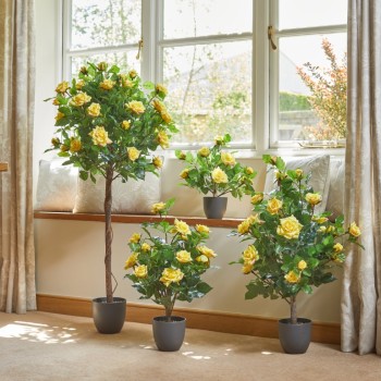 REGENT'S ROSES - SUNSHINE YELLOW 120 CM