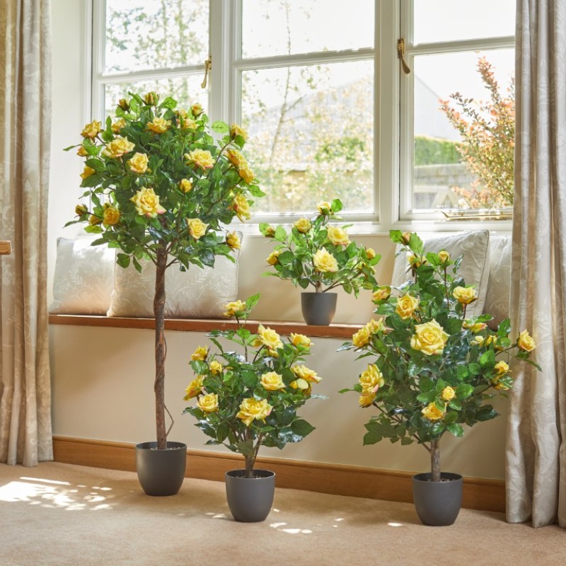 REGENT'S ROSES - SUNSHINE YELLOW 120 CM