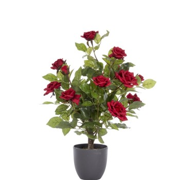 REGENT'S ROSES - RUBY RED 60 CM