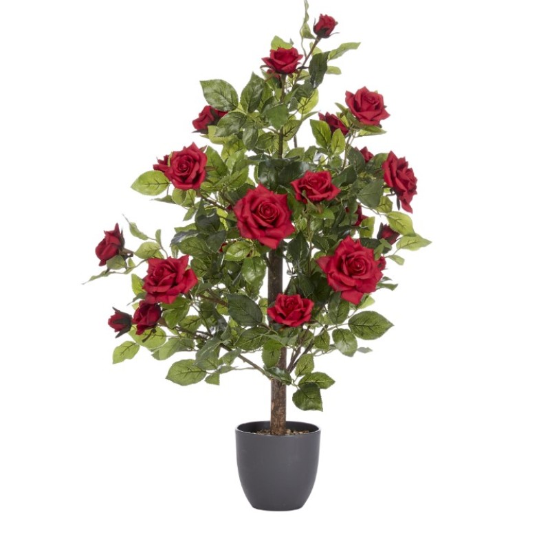 REGENT'S ROSES - RUBY RED 80 CM