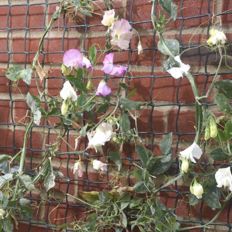 PLANT & FENCING MESH - BROWN 50MM 1 X 5M