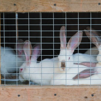 WELD MESH - 13MM X 25MM MESH 0.6 X 0.9M GALV