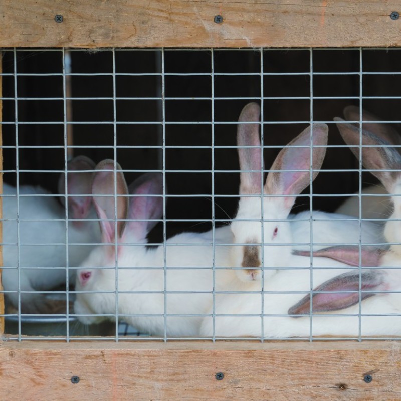 WELD MESH - 13MM X 25MM MESH 0.6 X 0.9M GALV