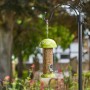 FLAMBOYA SEED FEEDER - FLOWERS