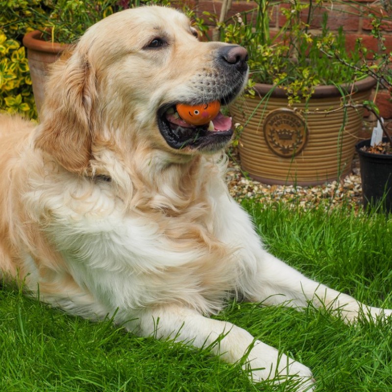 ULTRABOUNCE ZOONBALL 6CM 3PK