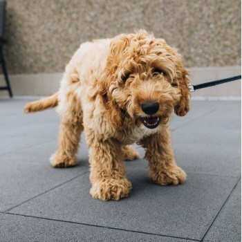 Tobermore Beaufort paving slab 400mm x 400mm x 40mm Charcoal