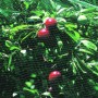 8MX4M PLANT PROTECTION NET