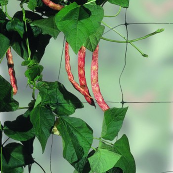 BEAN AND PEA SUPPORT NET 4MX2M