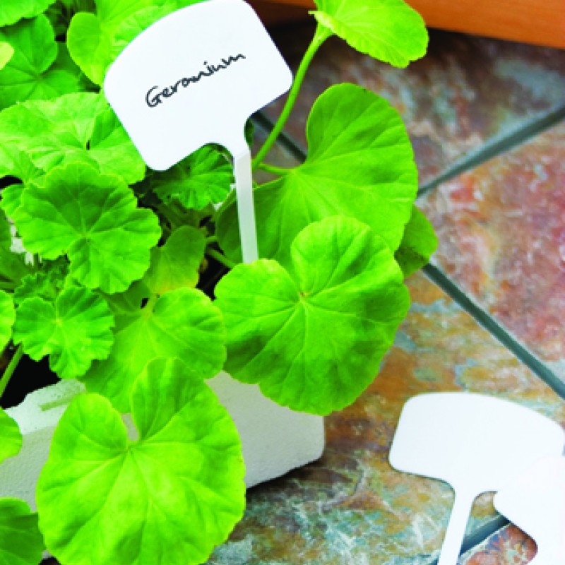 T LABEL (FOR SEED SOWING)