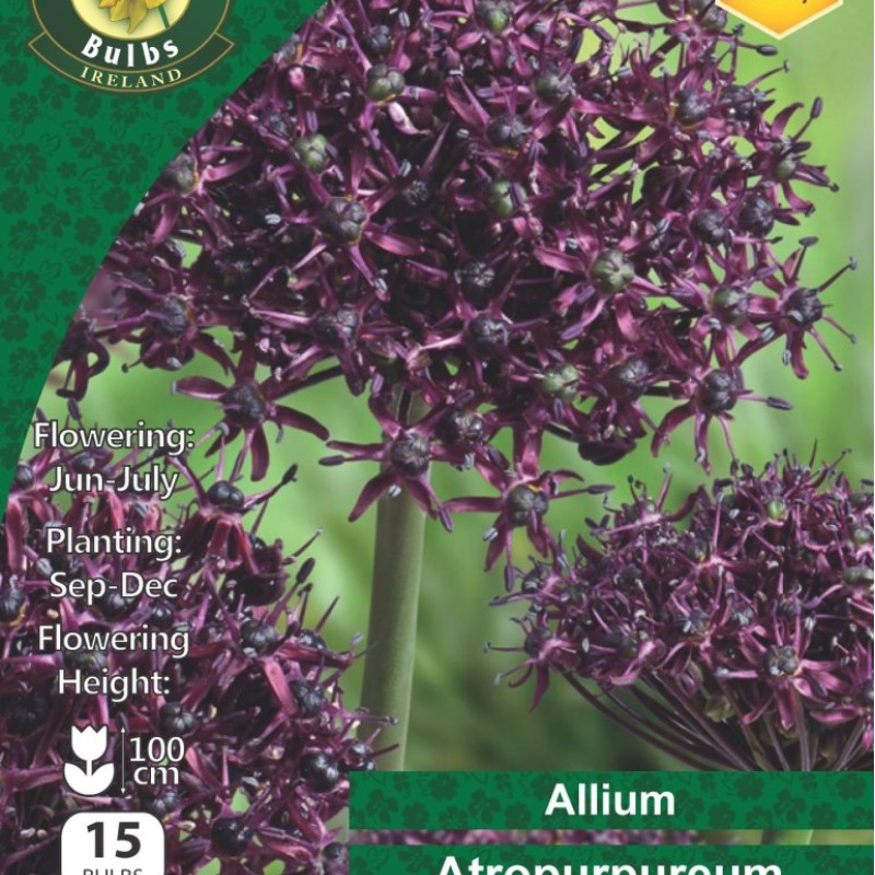 WC BULBS : ALLIUM ATROPURPUREUM 15PK
