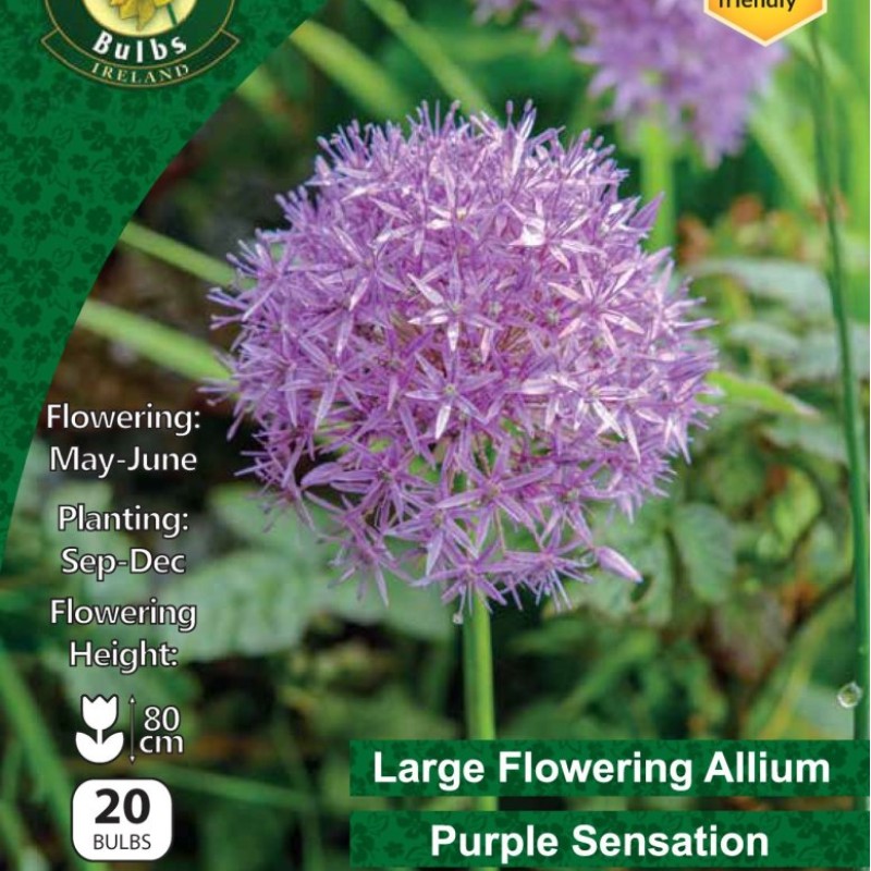 WC BULBS : ALLIUM PURPLE SENSATION 20PK