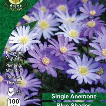 WC BULBS : ANEMONE BLANDA BLUE SHADES 100PK