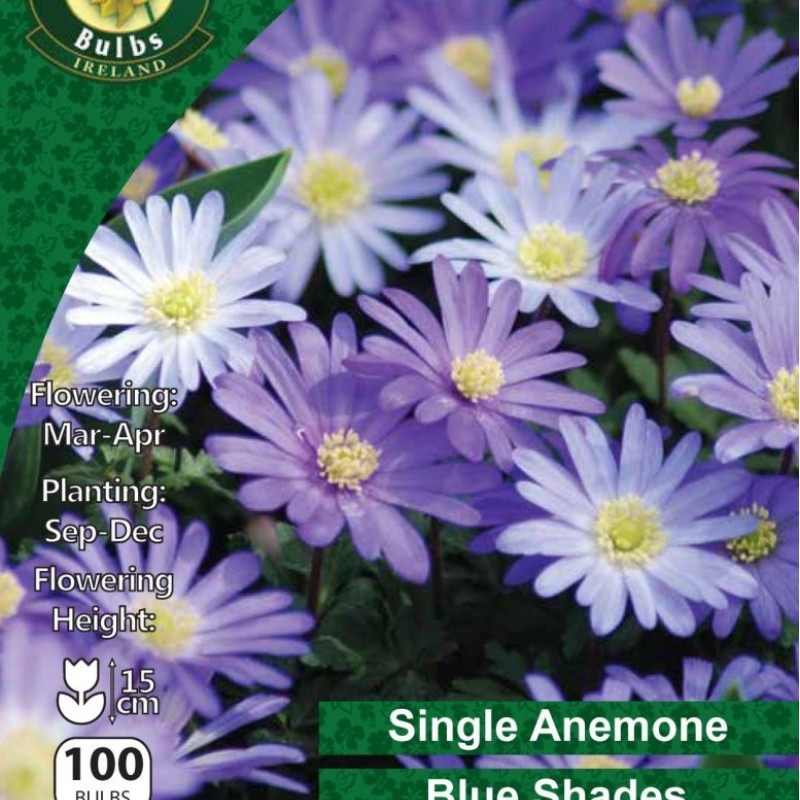 WC BULBS : ANEMONE BLANDA BLUE SHADES 100PK