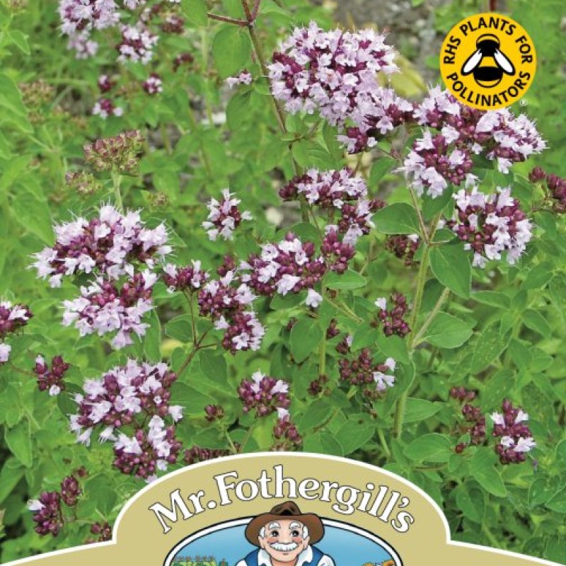 WF Wild Marjoram
