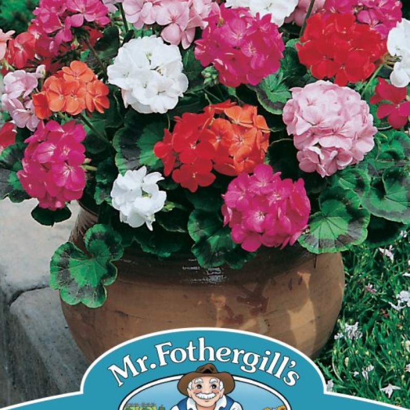GERANIUM Mr F's Mophead Mixed F1