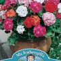 GERANIUM Mr F's Mophead Mixed F1