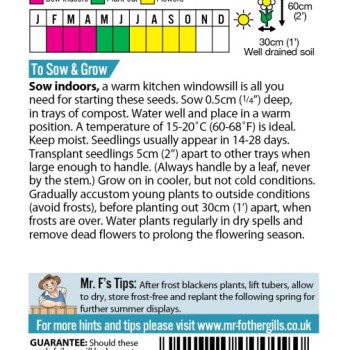 DAHLIA Dwarf Double Mixed
