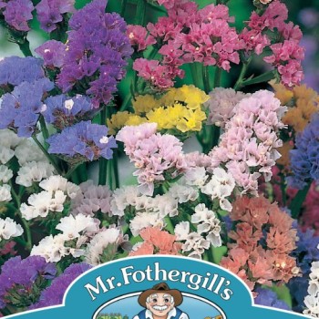 STATICE Special Mixed