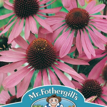 ECHINACEA Large Flowered