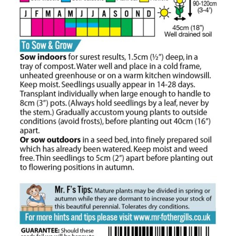 ECHINACEA Large Flowered
