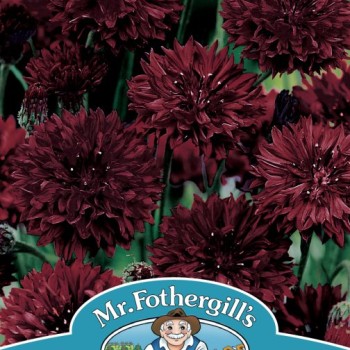 CORNFLOWER Black Ball