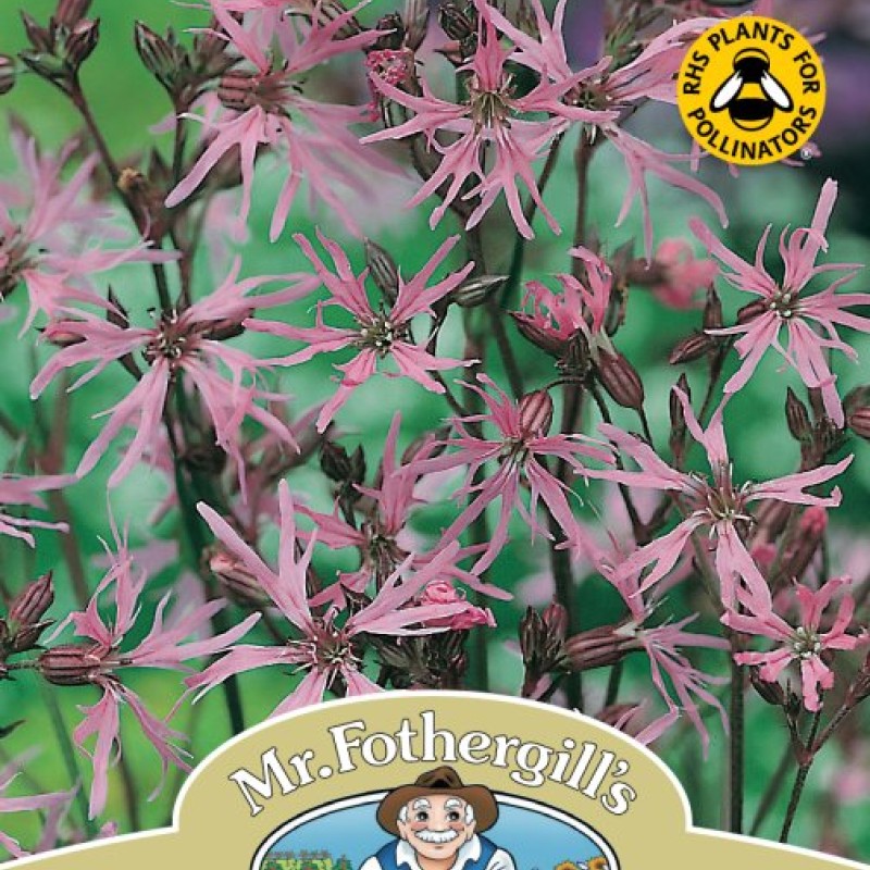 WF Ragged Robin