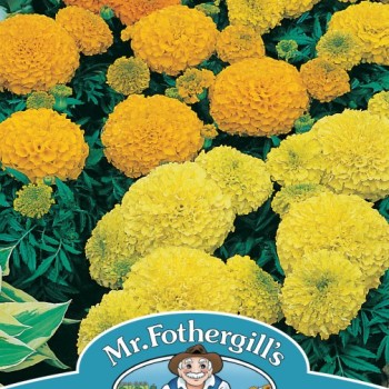 MARIGOLD (African) Sahara Mixed
